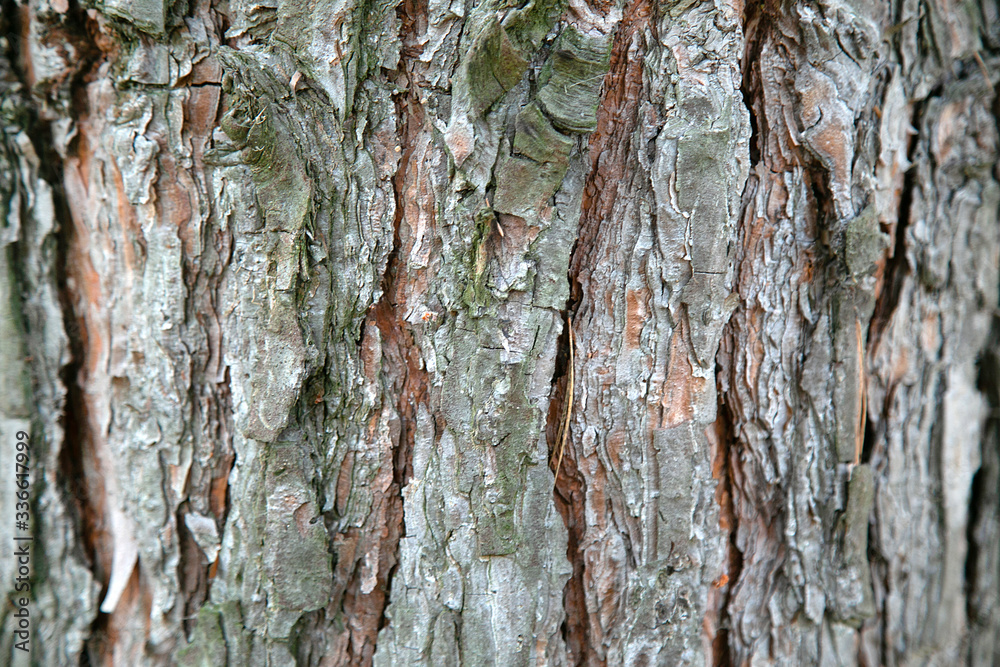Fototapeta premium vertical image of a tree bark for your texture or background