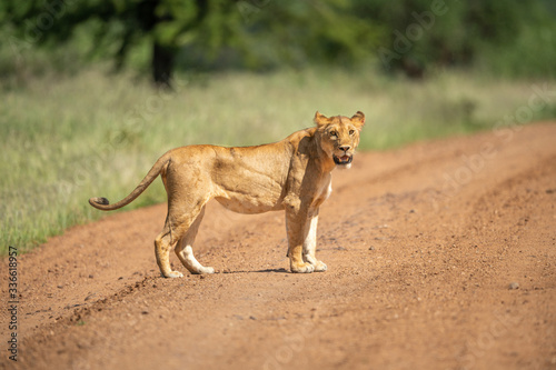 Scarred lioness stands on track watching camera
