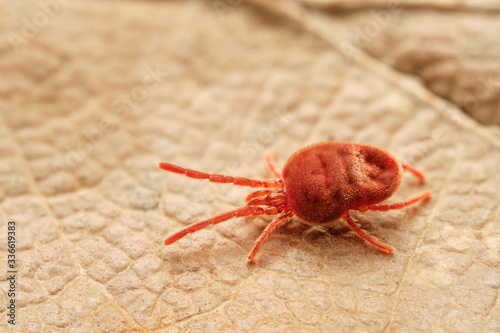 Harvest mite (Trombicula autumnalis) on brown leaf. Czech Republic, Europe