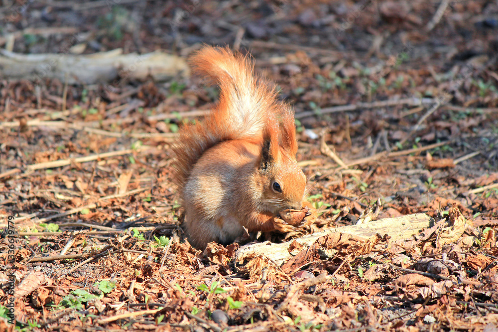 squirrel with an appetite gnaws a delicious nut squirrel with an appetite gnaws a delicious nut