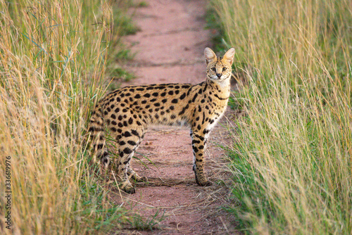 Serval eyes camera from middle of track © Nick Dale