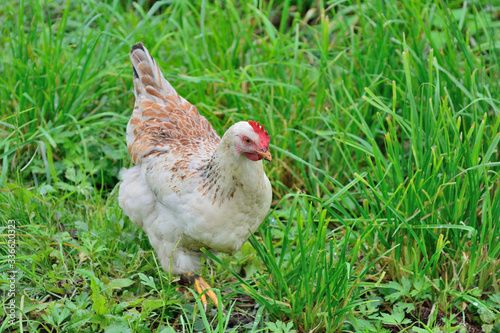 Chicken walks outdoors in the garden