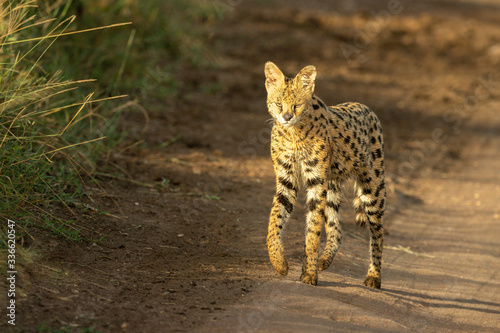 Serval walks on track with paw raised