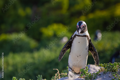 Brillenpinguin Kolonie in Südafrika, Brillenpinguin am Boulder Beach photo