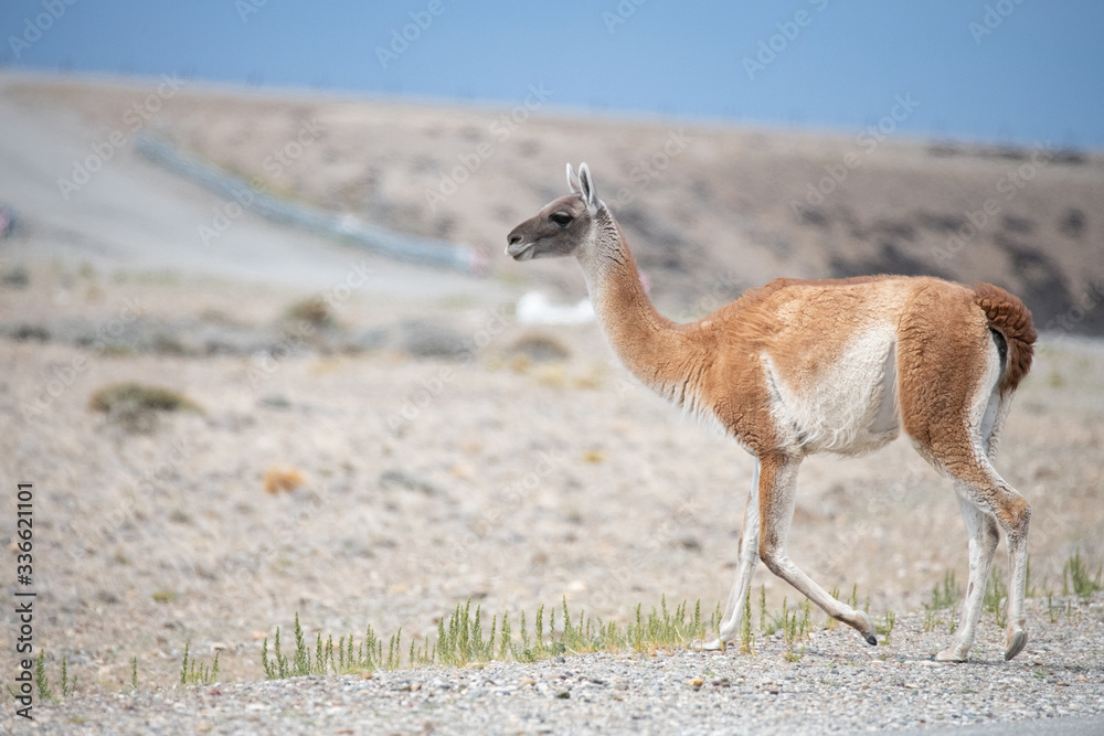 Guanaco in the countryside at Torres del Paine national park, Patagonia, Chile Guanaco in the countryside at Torres del Paine national park, Patagonia, Chile