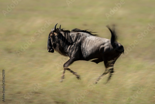 Slow pan of blue wildebeest in savannah