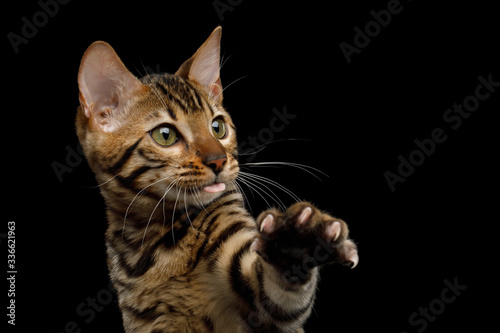 Bengal Kitty with Tongue Raising up paw on Isolated Black Background, close-up view