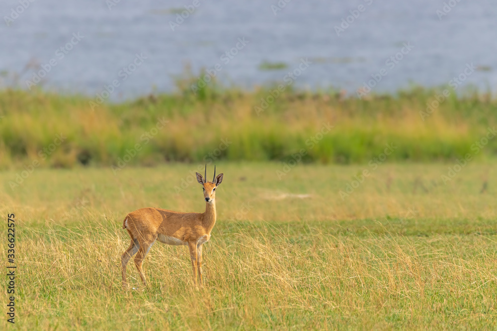 Male Oribi (Ourebia ourebi) with the Nile at the back, Murchison Falls National Park, Uganda. Male Oribi (Ourebia ourebi) with the Nile at the back, Murchison Falls National Park, Uganda.