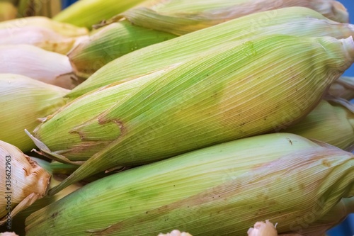 Close up of Freshly picked white corn cobs in a row, thai street food market