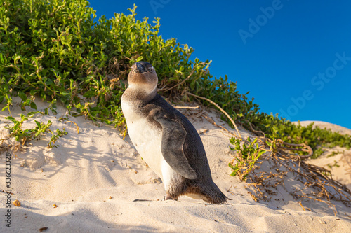 Brillenpinguin Kolonie in Südafrika, Brillenpinguine am Boulder Beach photo