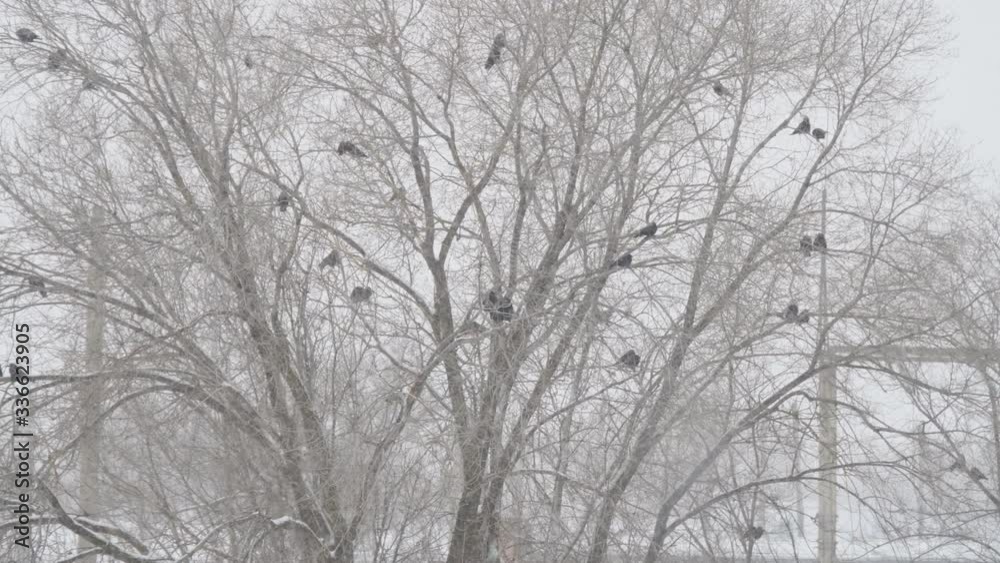 A flock of black birds on a leafless tree during a snowstorm A flock of black birds on a leafless tree during a snowstorm