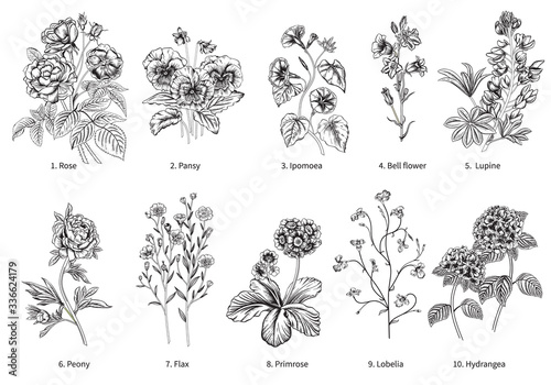 Blooming  garden. Vector illustration.