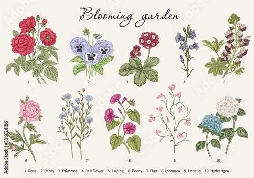 Blooming  garden. Vector illustration.