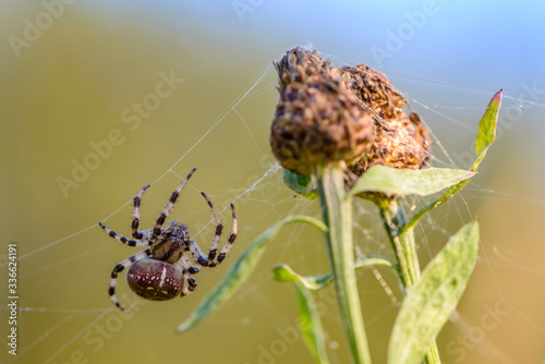 Spider crawls on its web to the nest photo