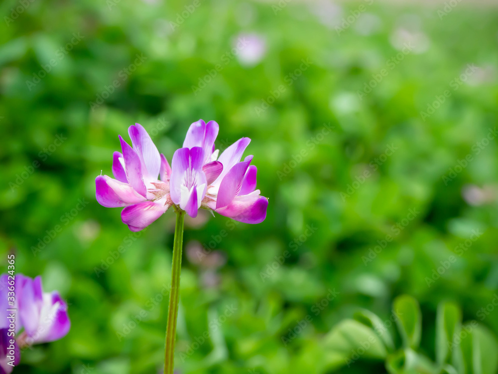 春に野に咲く蓮華の花