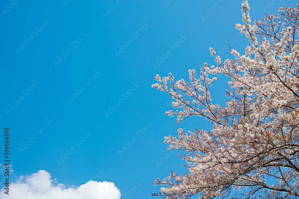 青空に桜の花が咲く春の風景