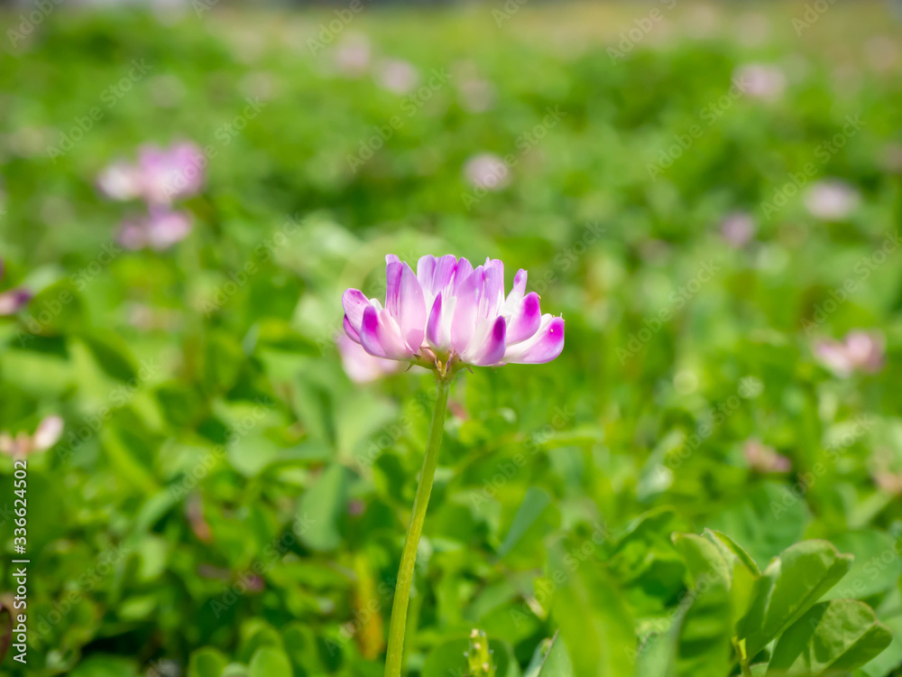 春に野に咲く蓮華の花 春に野に咲く蓮華の花