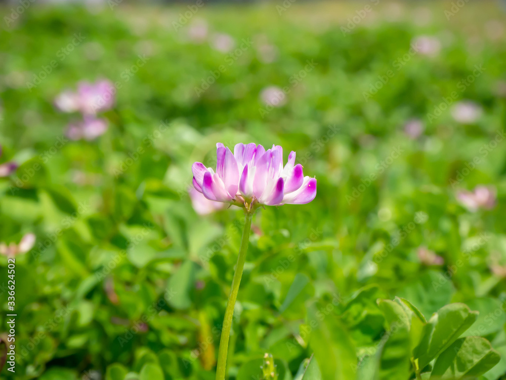 春に野に咲く蓮華の花