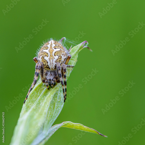 Large female oak spider is knitted against green background