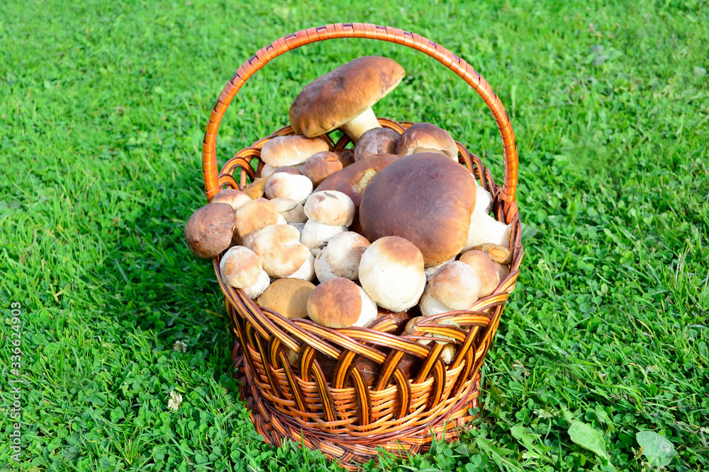 Boletus Edulis mushrooms in straw basket isolated on white background. Boletus Edulis mushrooms in straw basket isolated on white background.
