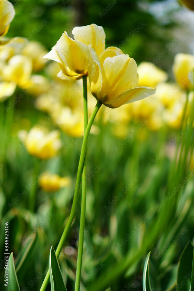 Fototapeta premium yellow and pink tulips in spring in the park