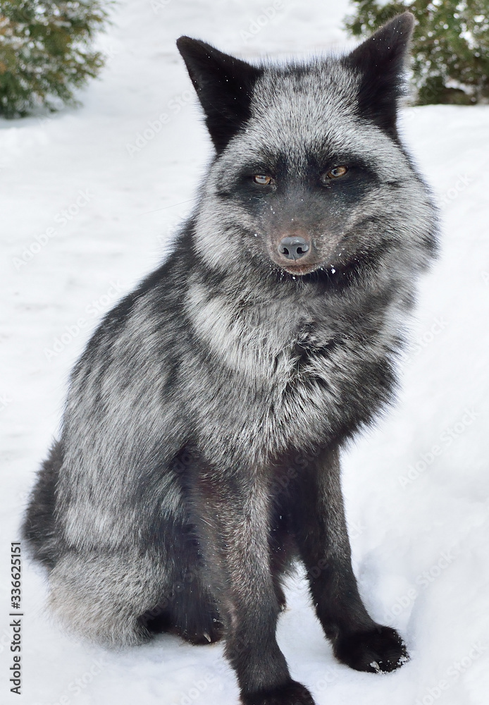 Fototapeta premium Black fox in a beautiful color in winter