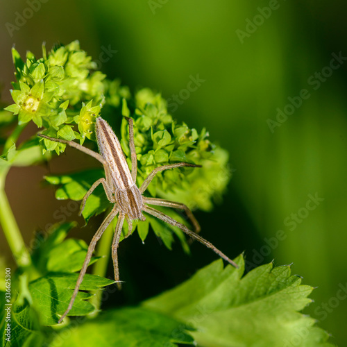 Large spider tibellus oblongus sits on grass photo