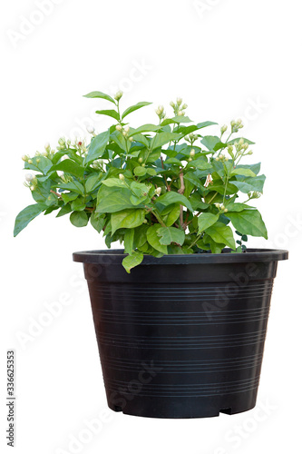 Jasmine flower bud in black plastic pot isolated on white background included clipping path.