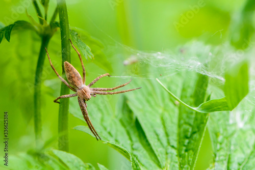 Large spider pisaura mirabilis sits on a grass photo