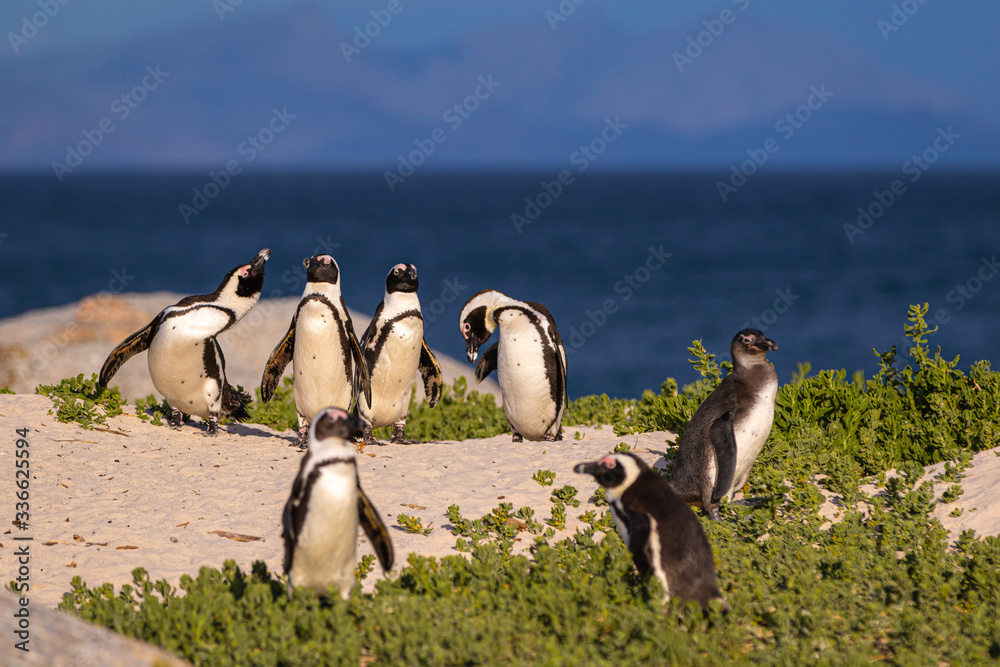Fototapeta premium Brillenpinguin Kolonie in Südafrika, Brillenpinguine am Boulder Beach