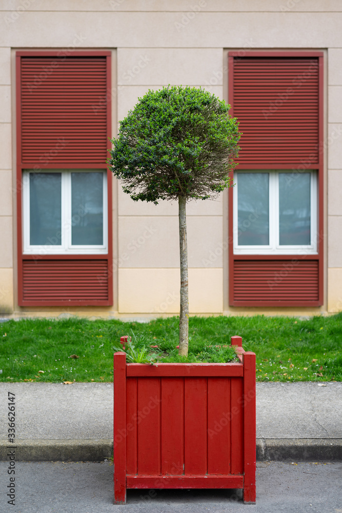 Naklejka premium Tree in a pot