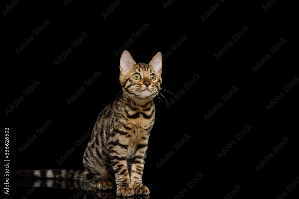 Bengal Kitty Sitting and Looking up on Isolated Black Background