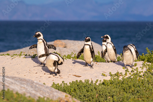 Brillenpinguin Kolonie in Südafrika, Brillenpinguine am Boulder Beach photo