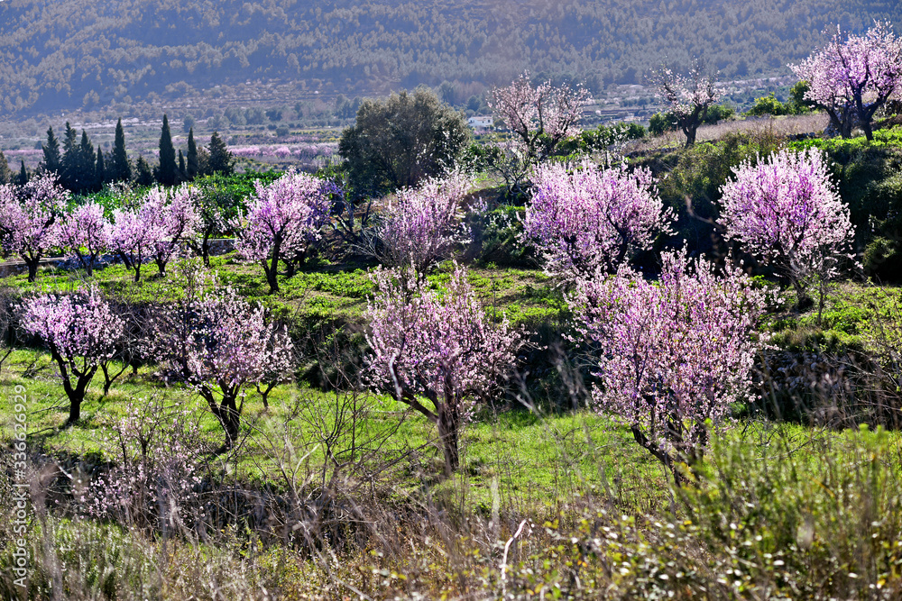 Obraz premium Alcalali, Valencia, Spain: 02.02.2020; The field of blossoming almond tree