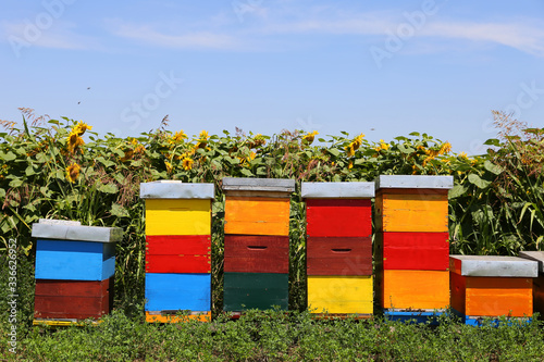 Row of colorful wooden beehives with sunflowers in the background 