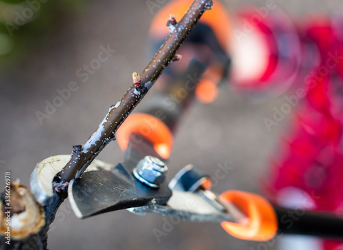 Pruning twigs and branches. Trim, cutter.