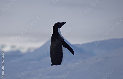 Adelie Penguins    Hope Bay   Antarctica 