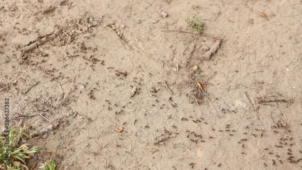 Ants are passing, marching in a long column across dry ground. H.264 video codec Ants are passing, marching in a long column across dry ground. H.264 video codec