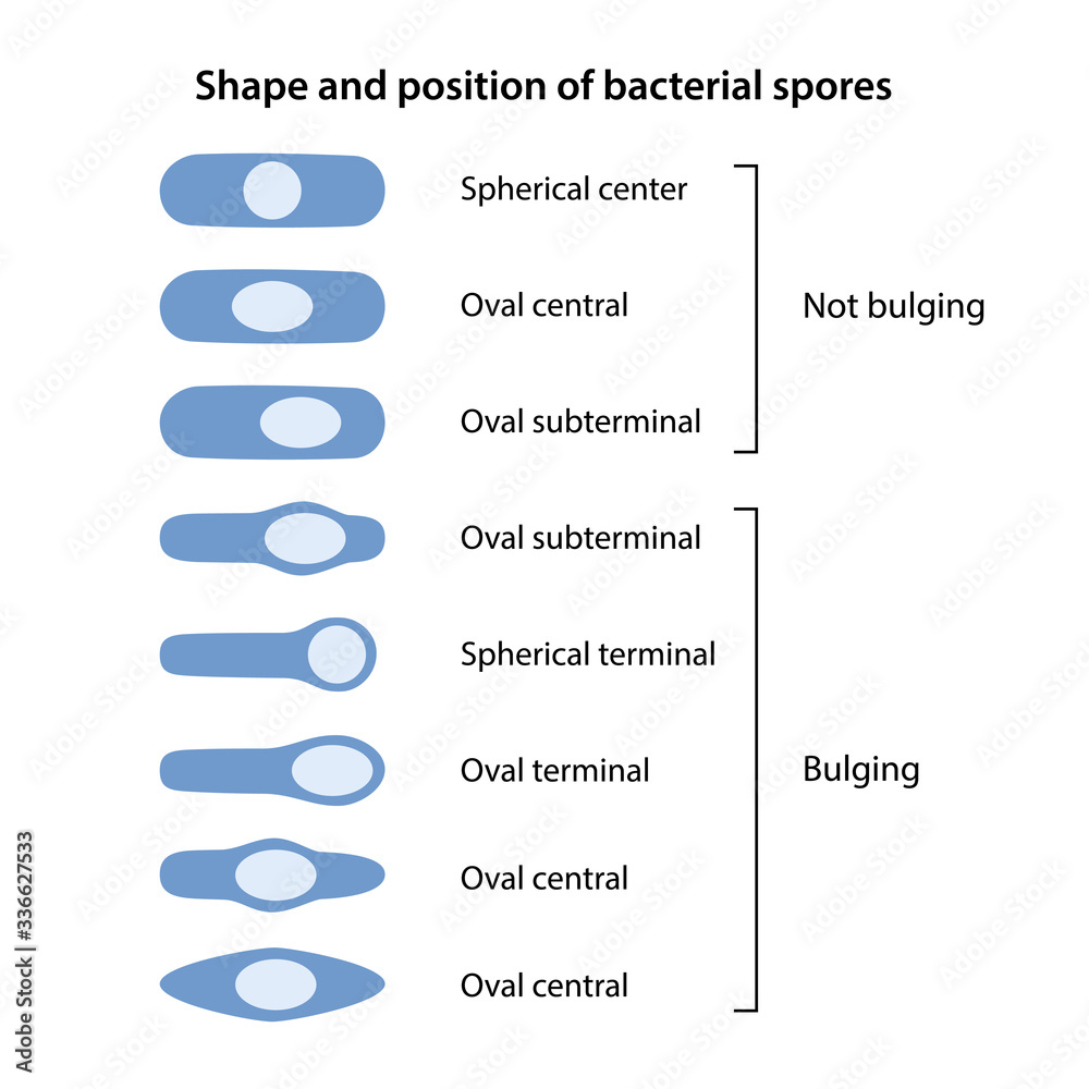 Stockvector Shape and position of bacterial spores. The position of