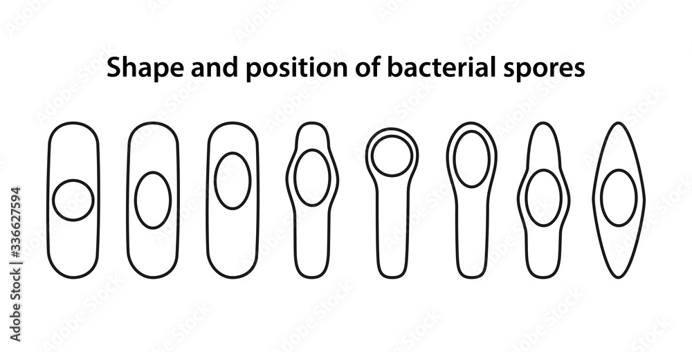 Types Of Bacterial Spores