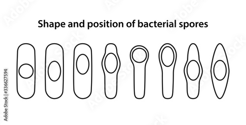 Shape and position of bacterial spores in bacterii. The position of bacillus spores: central, terminal, subterminal. Shapes of bacillus spores: spherical and oval. Vector illustration in outline style