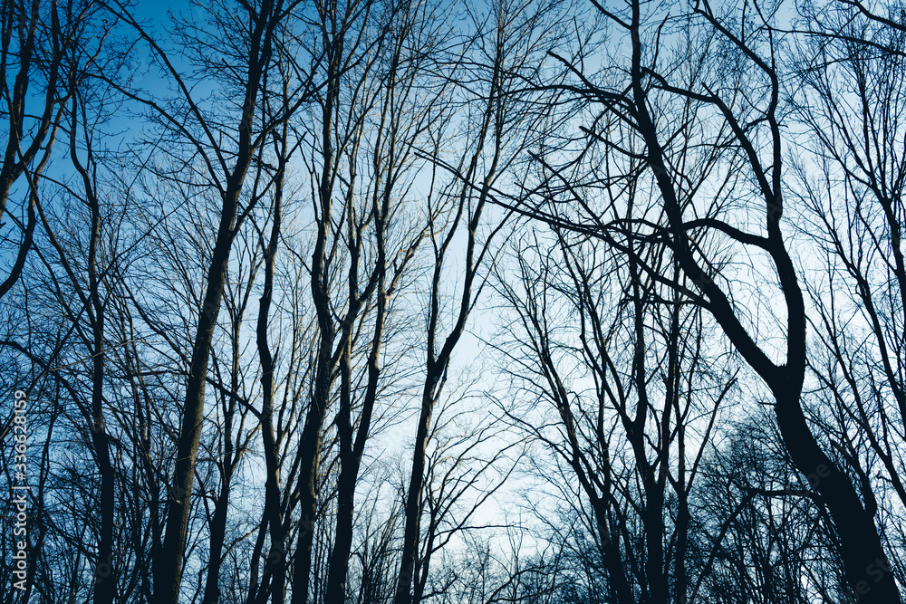 Bare black tree trunks against a bright blue sky. Forest landscape. Natural background. Background of trees in the forest. Bare black tree trunks against a bright blue sky. Forest landscape. Natural background. Background of trees in the forest.