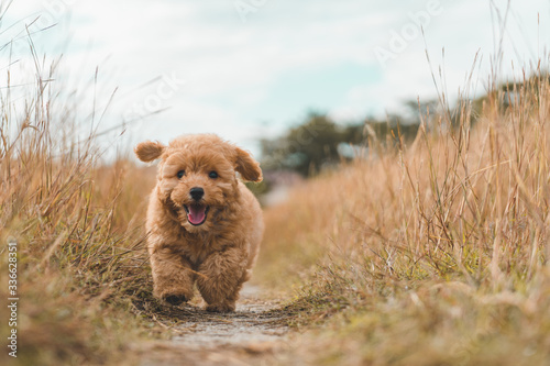 Brown poodle puppy dog running on the grass