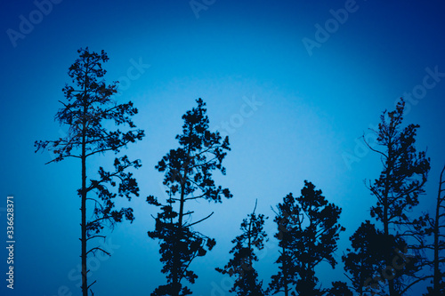 Trees on a background of bright sky. Evening sky. The dark blue sky. Fairytale landscape. Forest landscape.