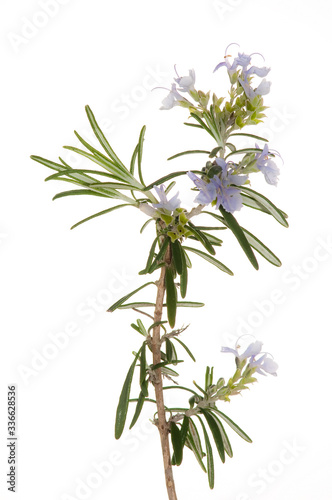 sprig of the rosemary herb isolated  on white 