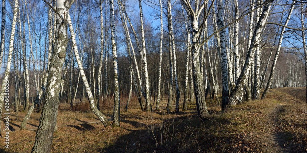 Walking through the forest, beautiful panorama. Walking through the forest, beautiful panorama.