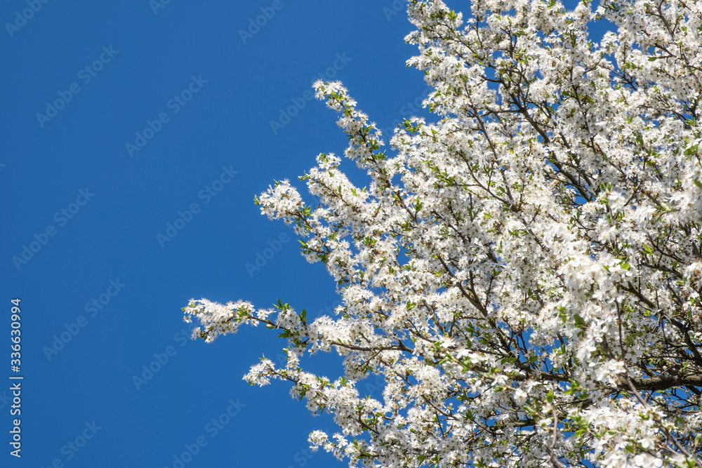 Blossoming white trees on a background of blue sky. Blossoming white trees on a background of blue sky.
