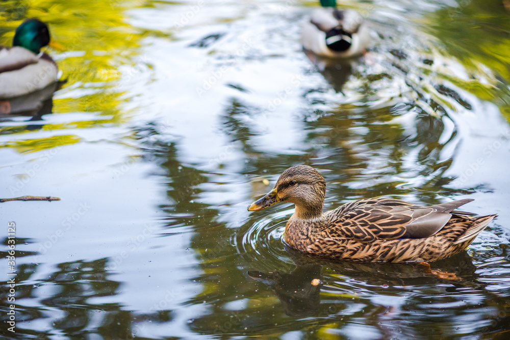 Obraz premium A flock of ducks swimming in a pond in the park. Summer photo