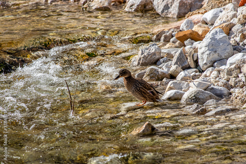 One female mallard duck on riverbank One female mallard duck on riverbank