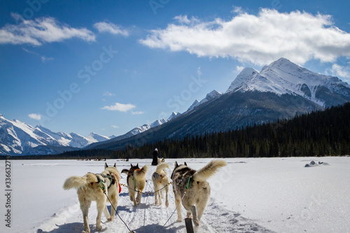 Photography Dog sledding in Jasper, Canada.